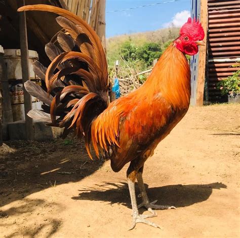 Manok Panabong Quality Breeds .